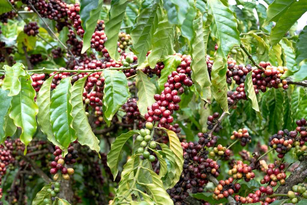 Vibrant coffee cherries growing on branches in a lush plantation setting.